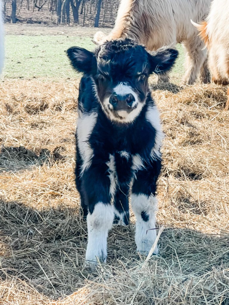 Oreo-768x1024